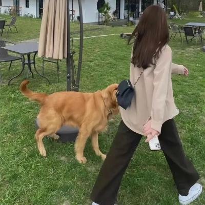珍妮的画像